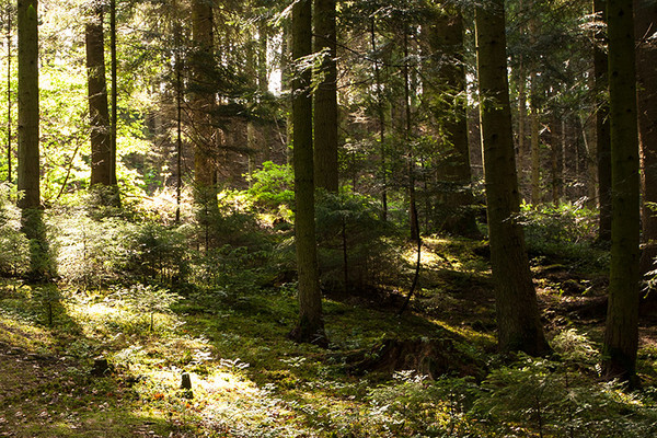 Das Forstamt informiert: Überregionales Lehrgangsangebot für Privatwaldbesitzende